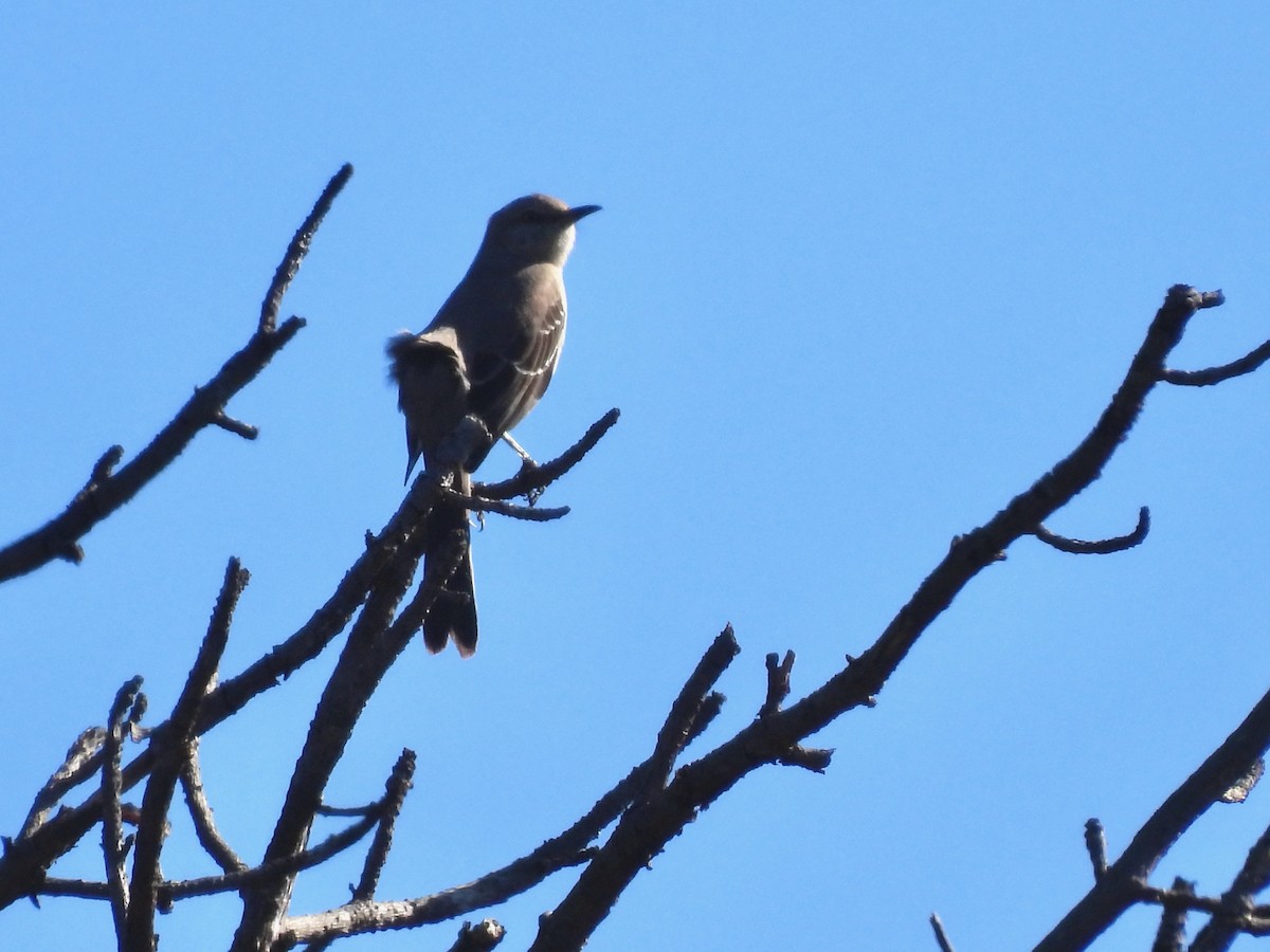Northern Mockingbird - Martha Wild