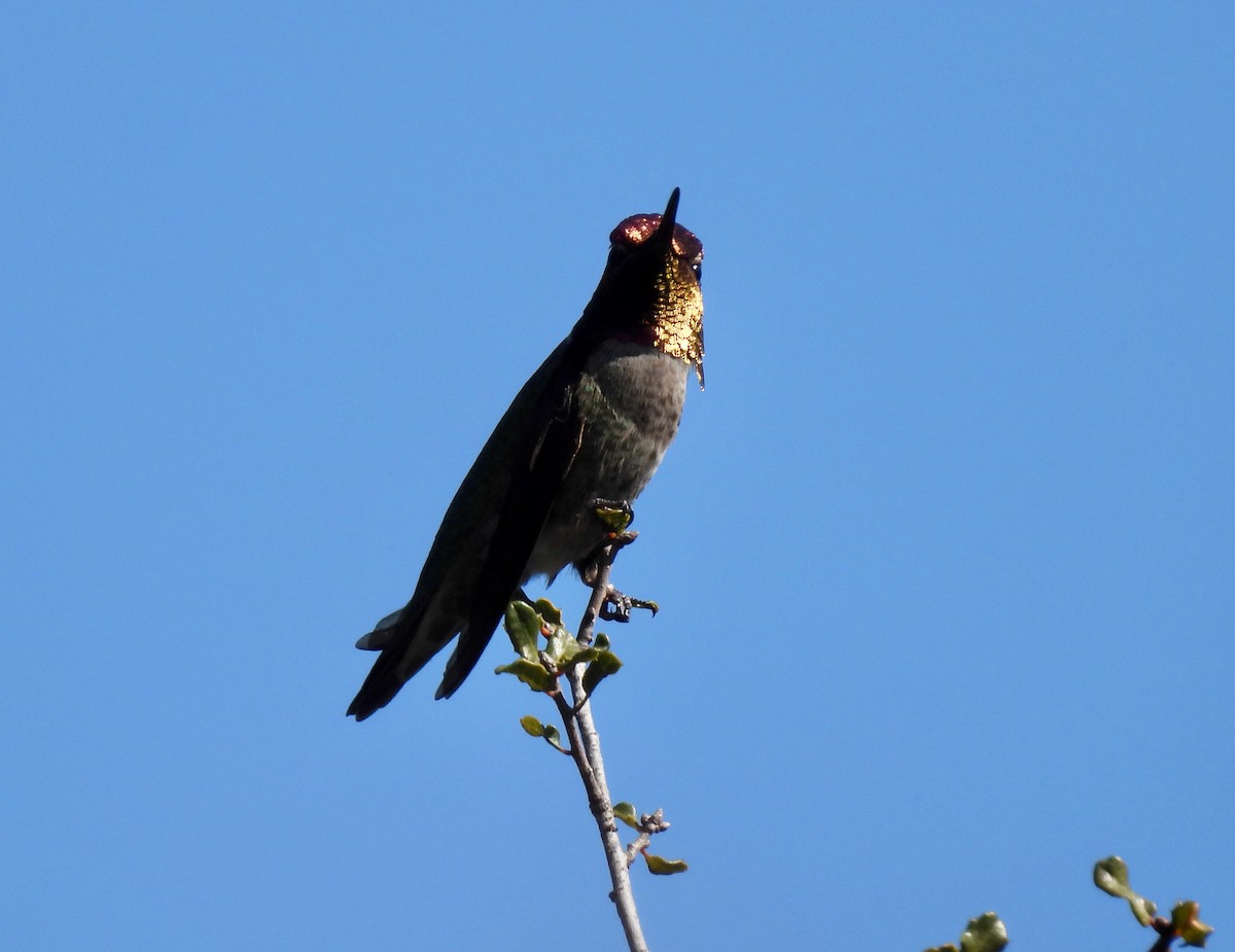 Anna's Hummingbird - Martha Wild