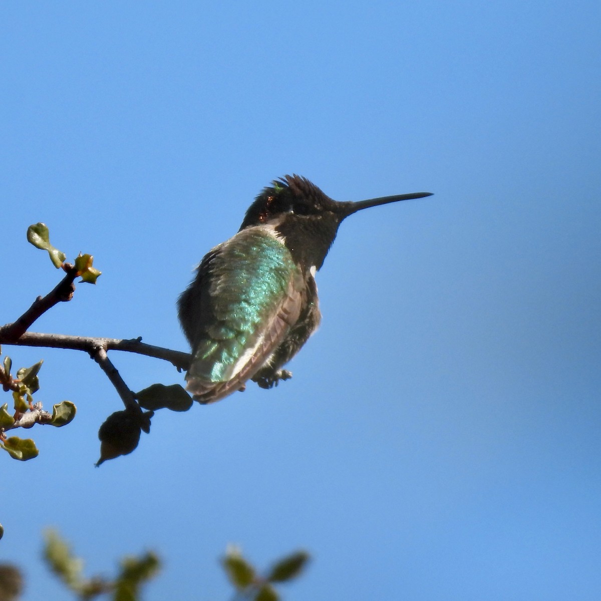 Anna's Hummingbird - Martha Wild