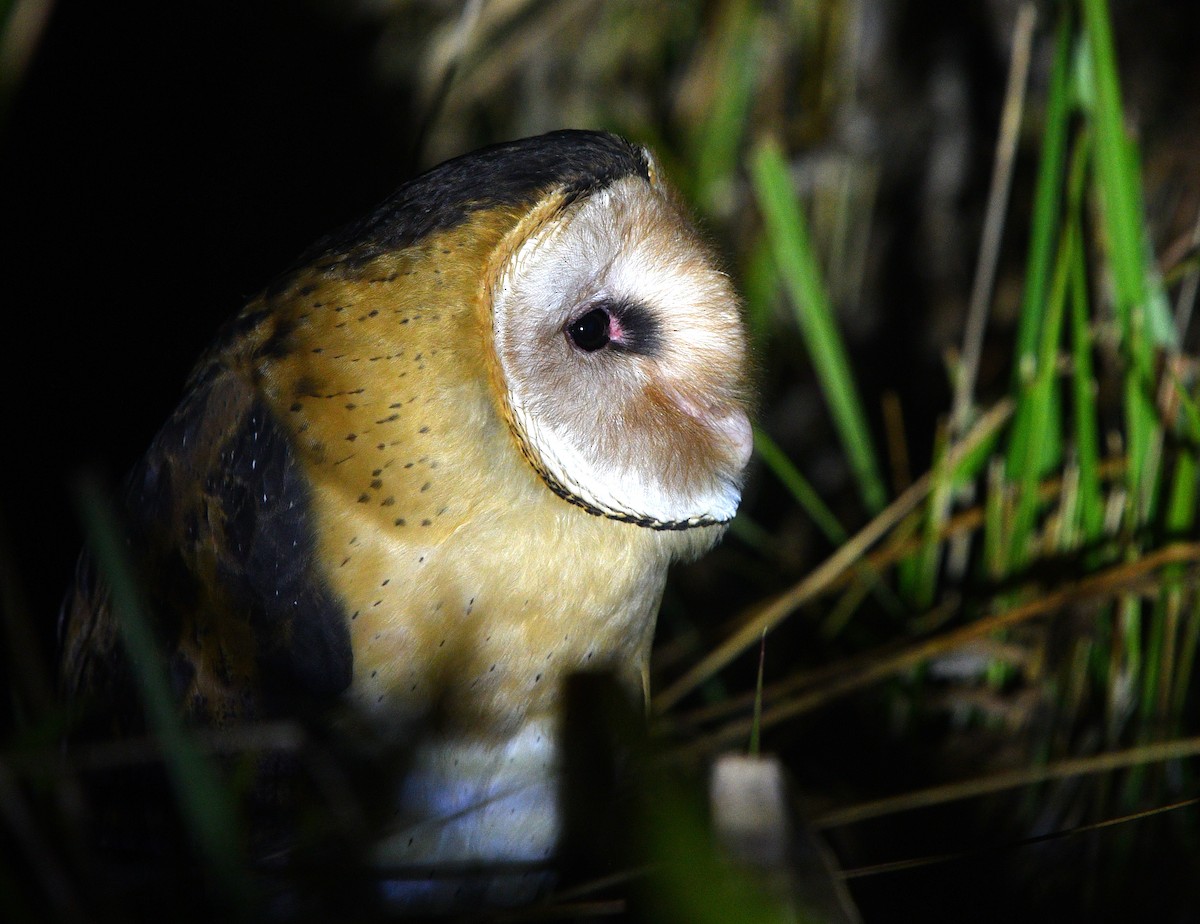 Australasian Grass-Owl - ML533798671
