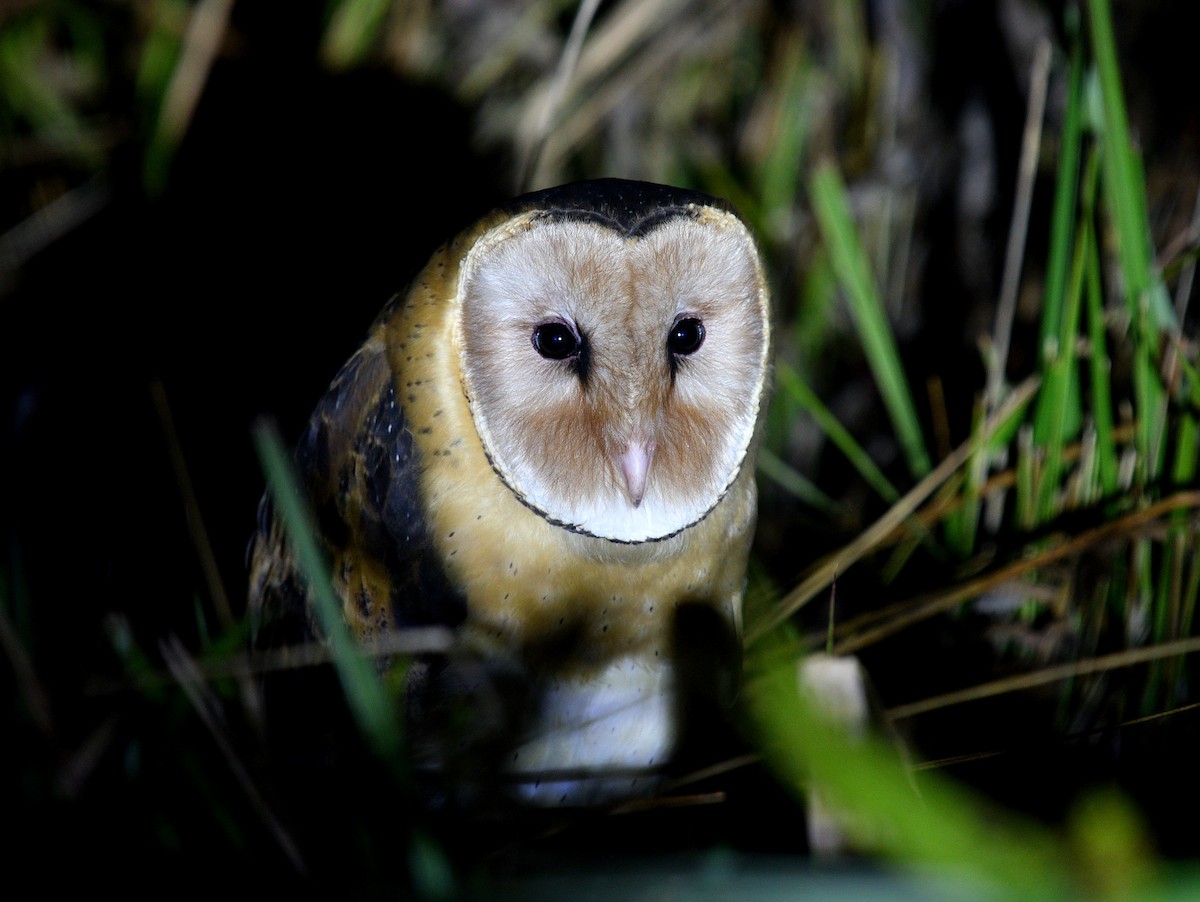 Australasian Grass-Owl - ML533798681
