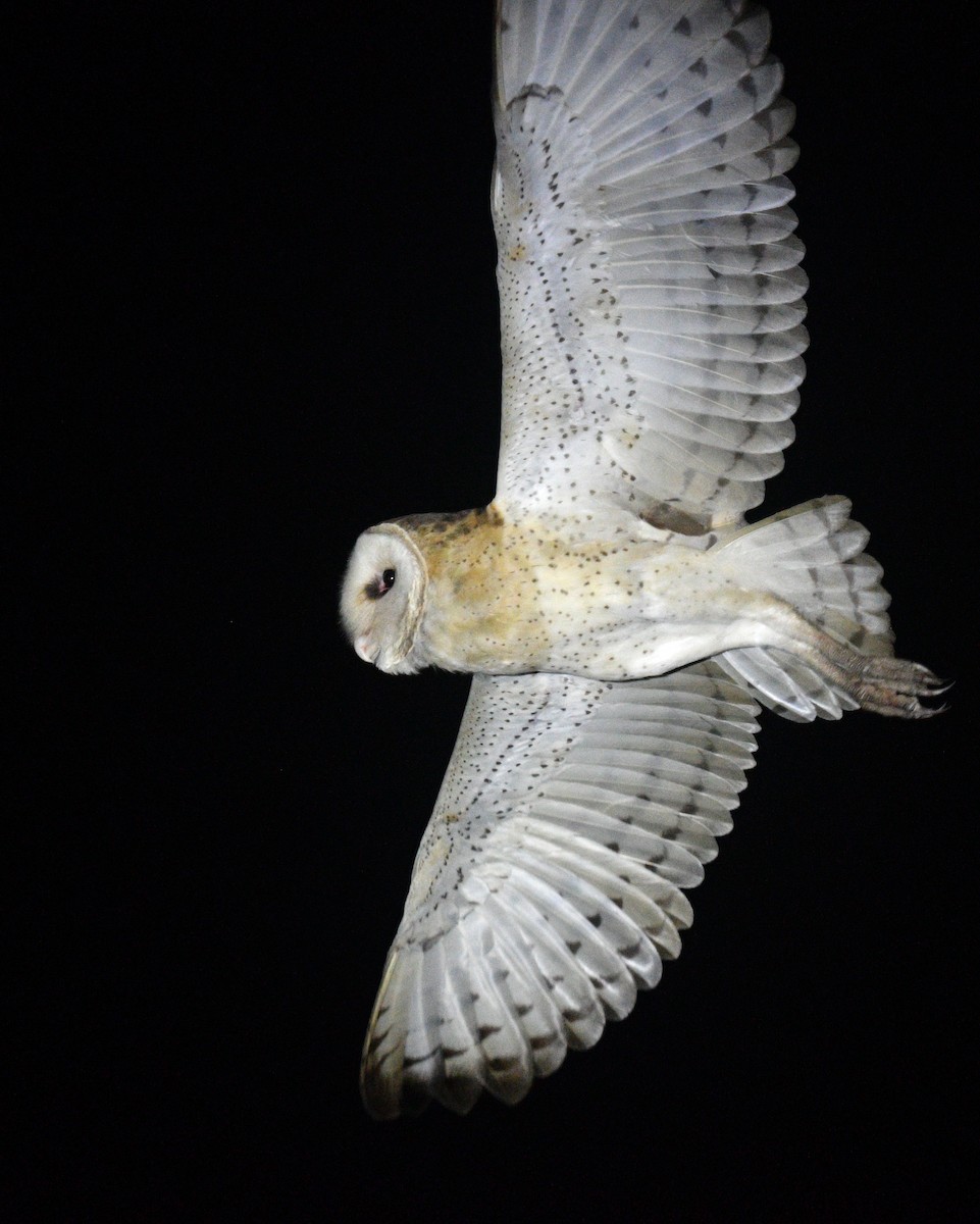Australasian Grass-Owl - ML533798721