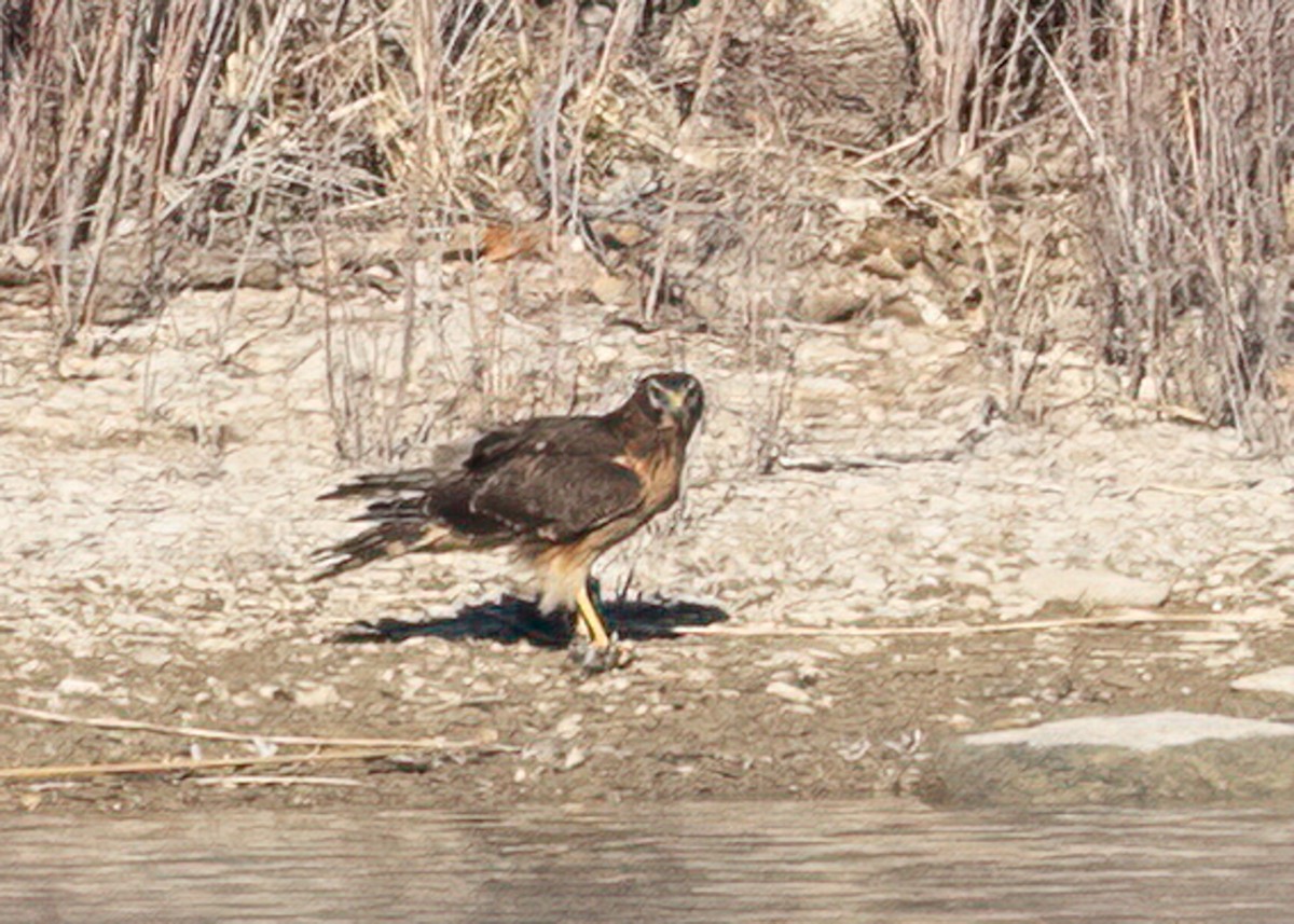 Northern Harrier - Verlee Sanburg