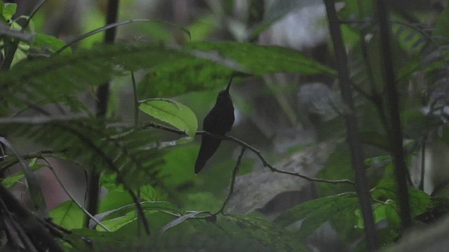 White-whiskered Hermit - ML533799771