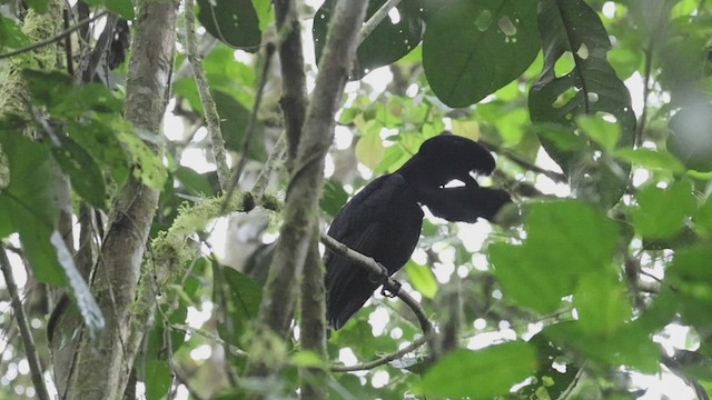 Эквадорская зонтичная птица - ML533800321