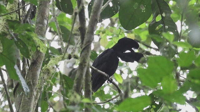 Long-wattled Umbrellabird - ML533800321