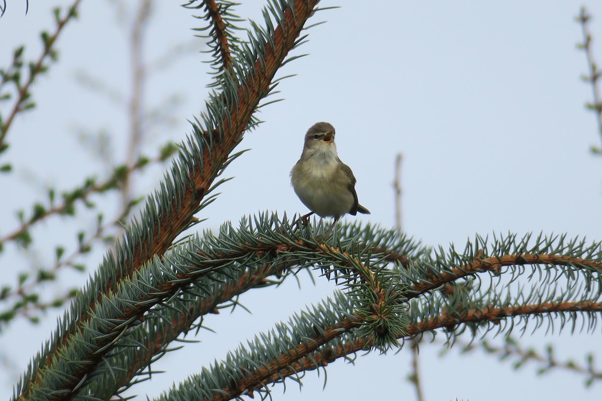 Willow Warbler - ML533801341