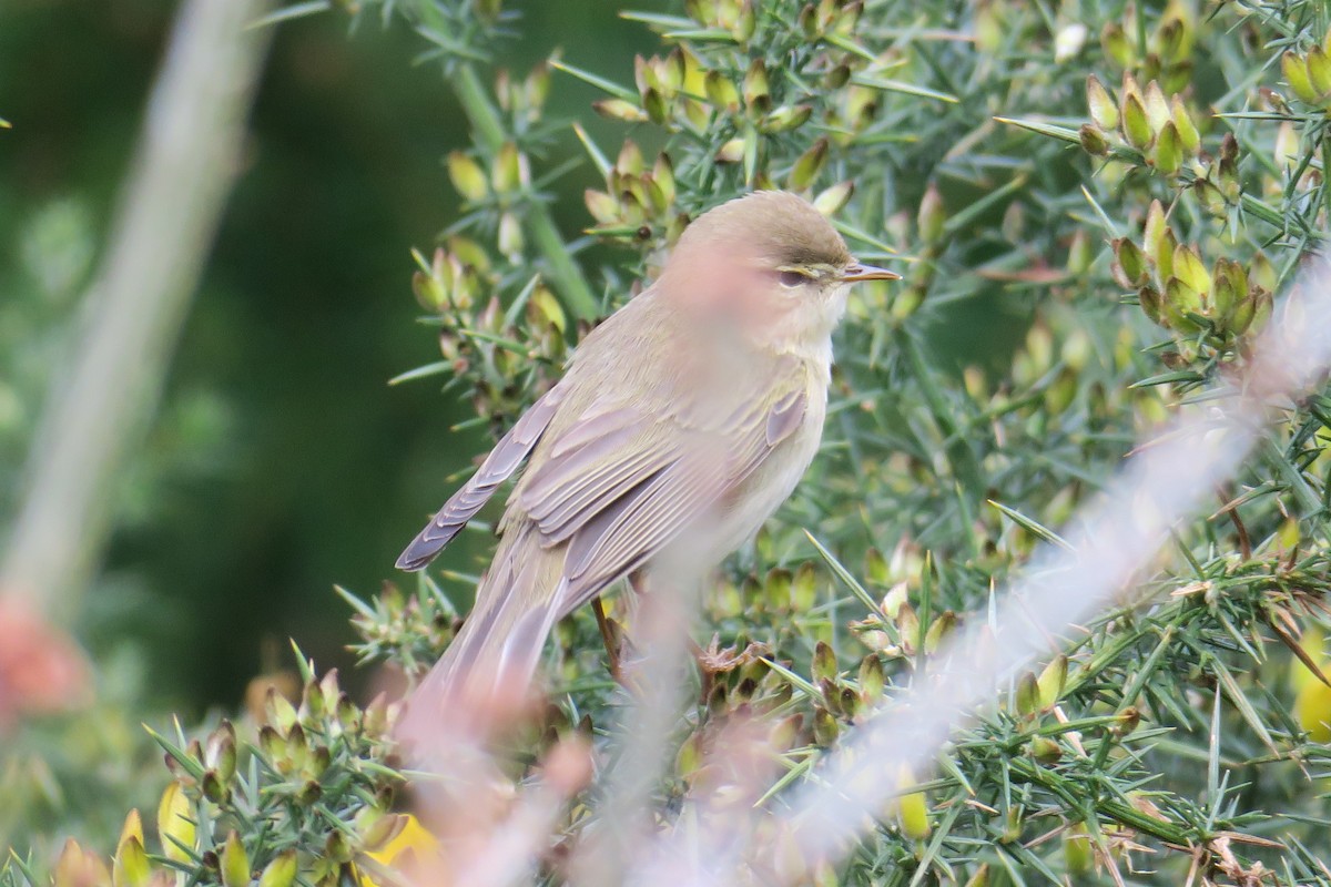 Willow Warbler - ML533801371