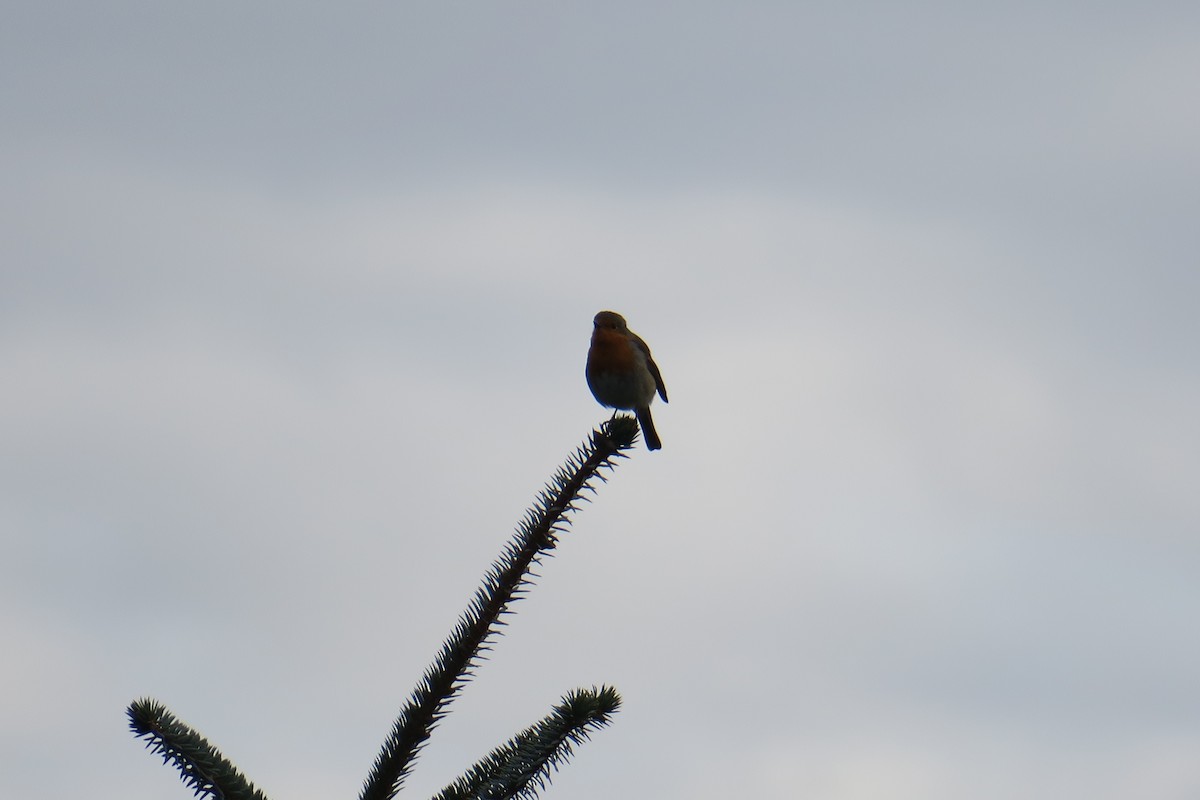 European Robin - ML533802541