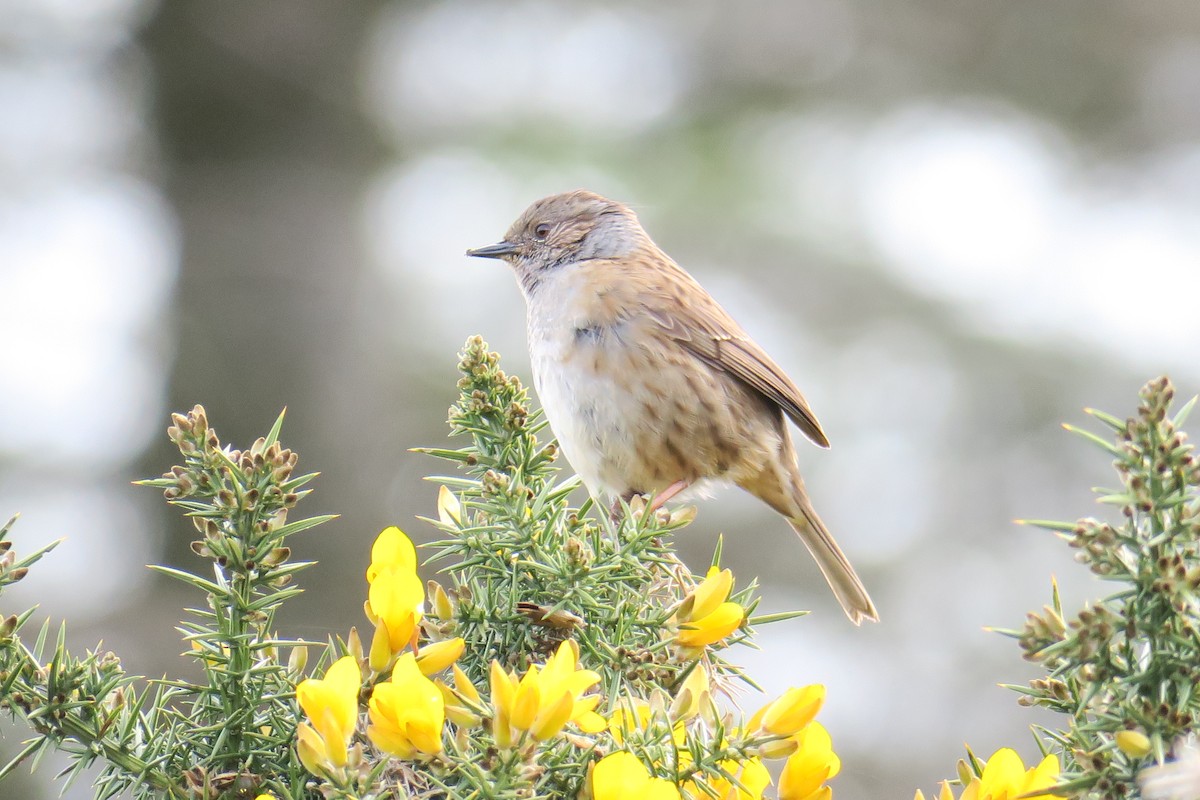 Dunnock - ML533802741