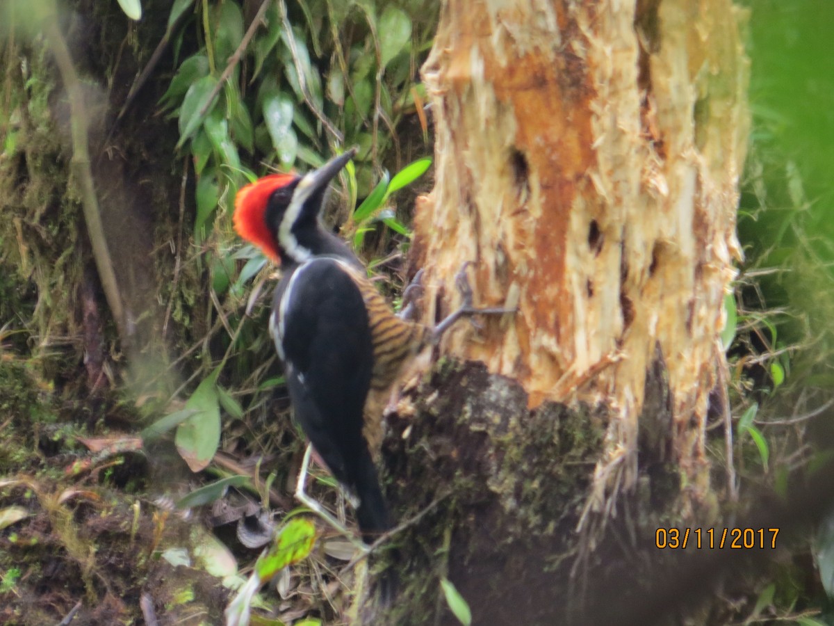 Powerful Woodpecker - ML533803361