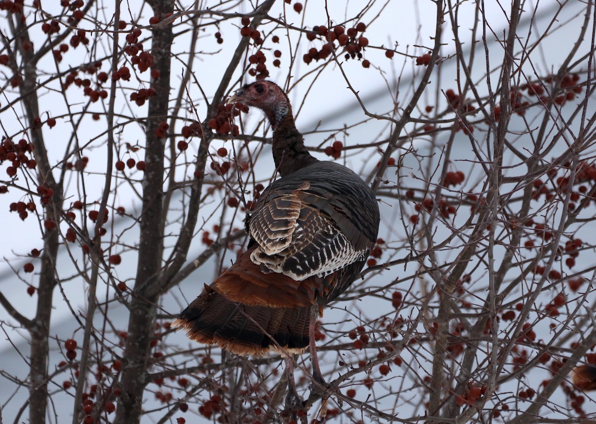 Wild Turkey - ML533803411