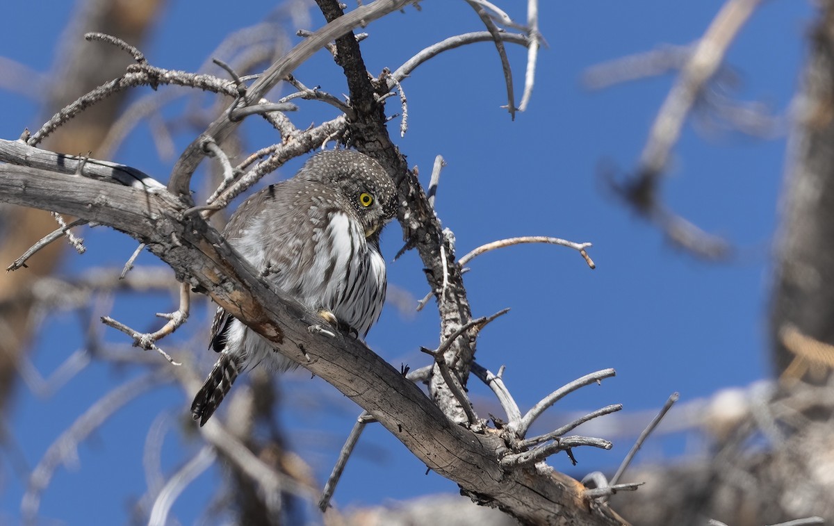 Northern Pygmy-Owl - ML533803921