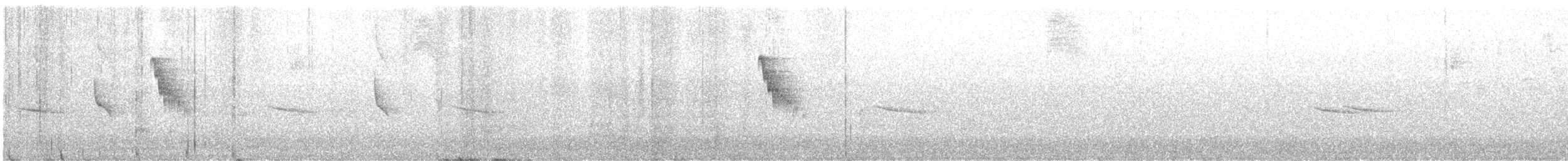 サンロクキクイタダキモドキ（coopmansi） - ML533804781