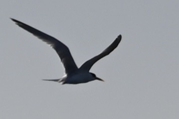 Elegant Tern - ML533806311