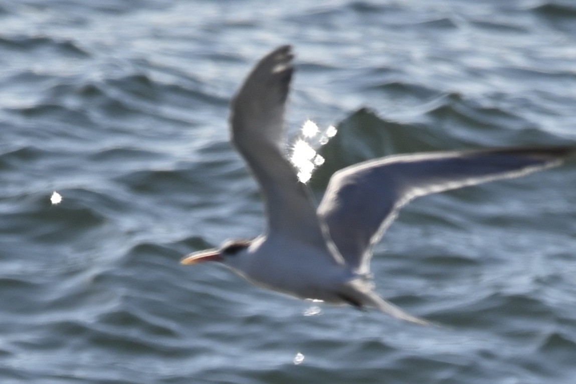 Elegant Tern - ML533806321