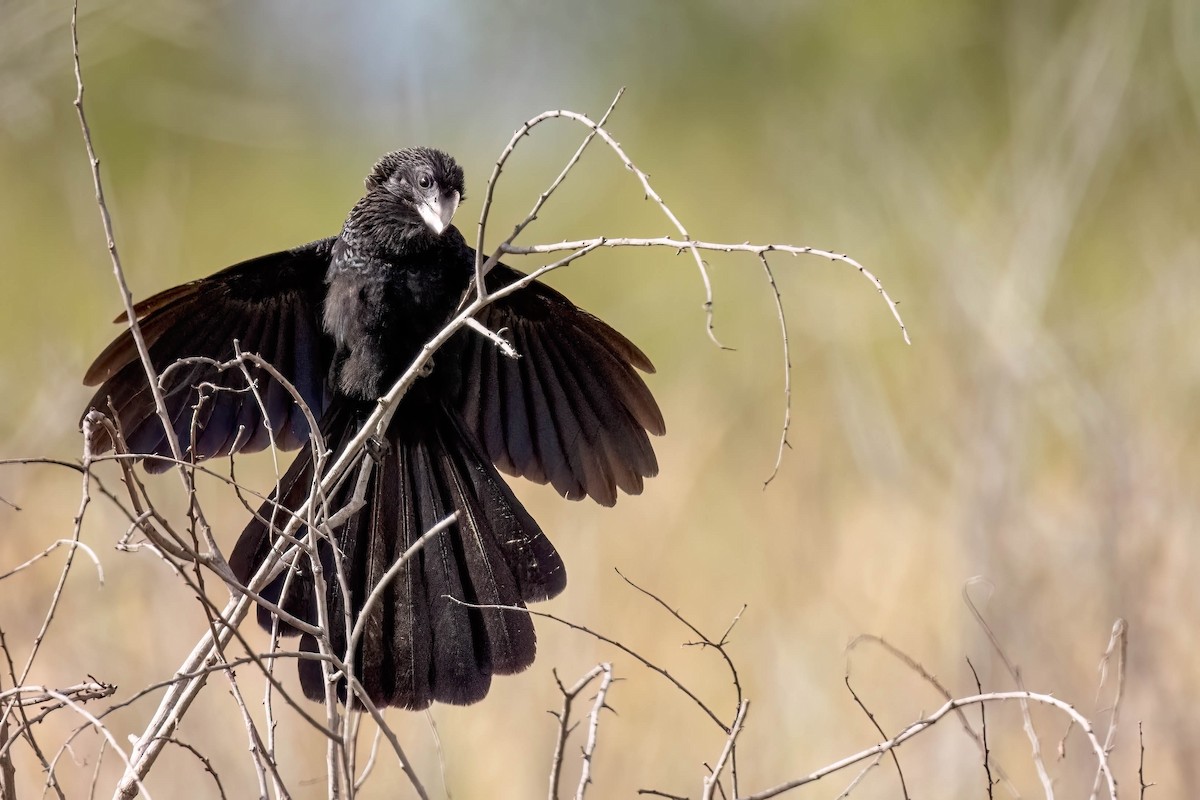 Smooth-billed Ani - Ruben Marchena