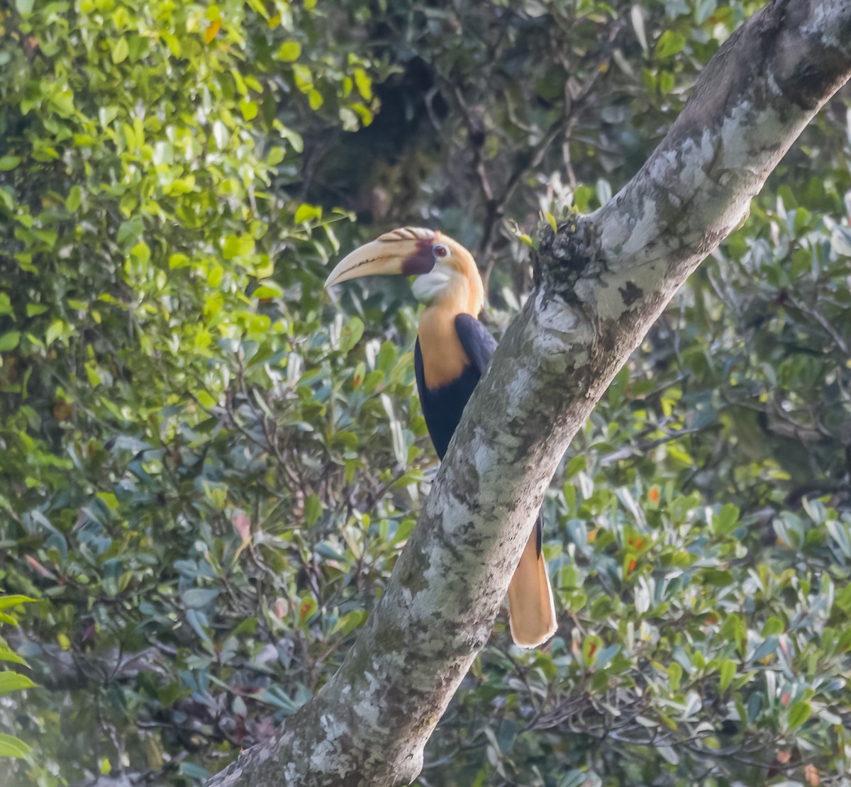 Blyth's Hornbill - ML533807521