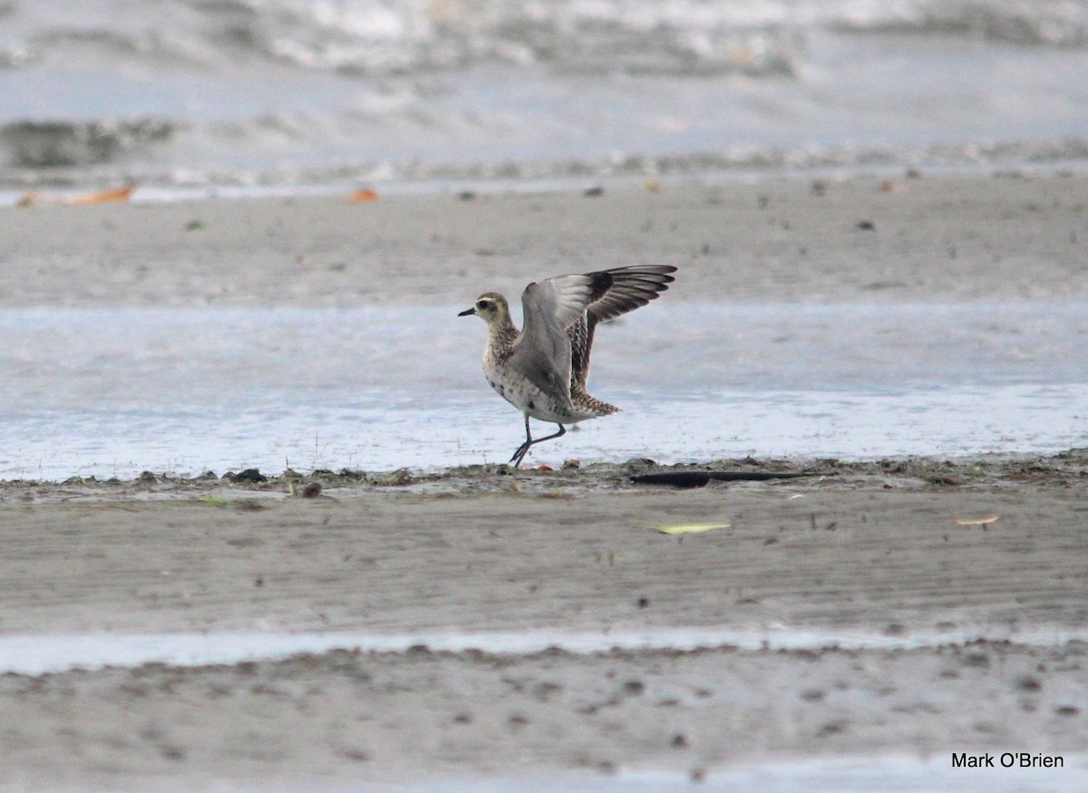 Pacific Golden-Plover - ML53380761