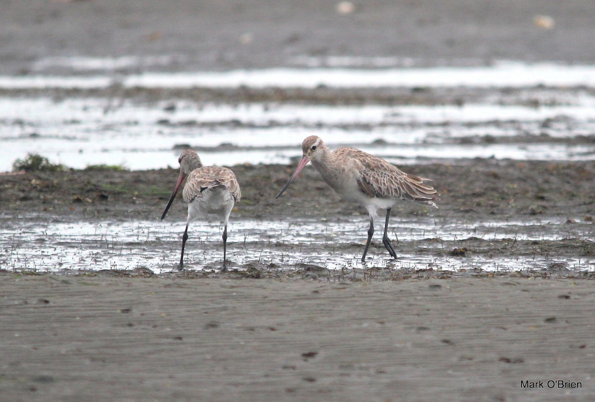 Bar-tailed Godwit - ML53380781