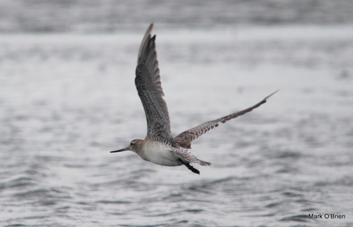 Bar-tailed Godwit - ML53380791