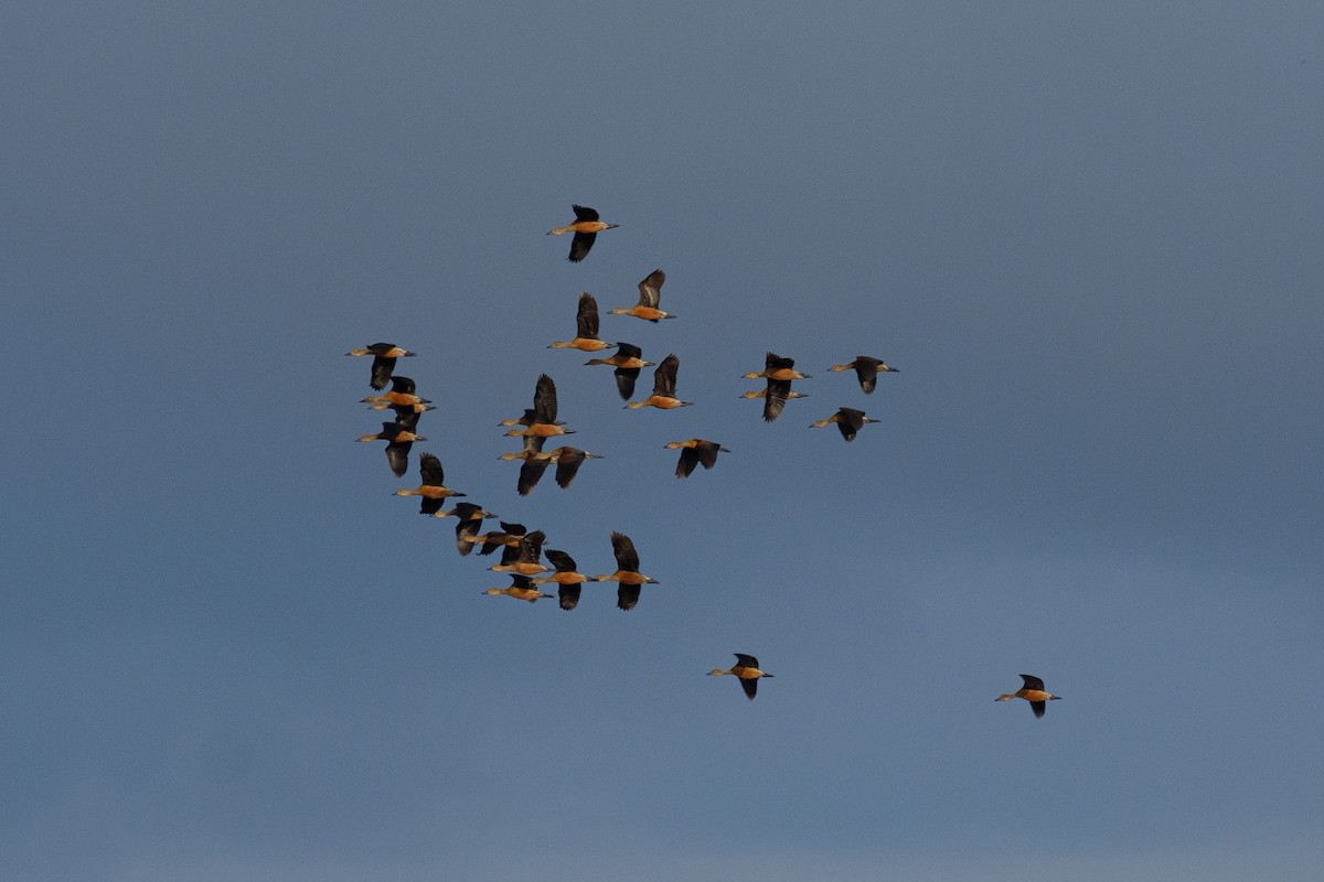 Lesser Whistling-Duck - ML533807951