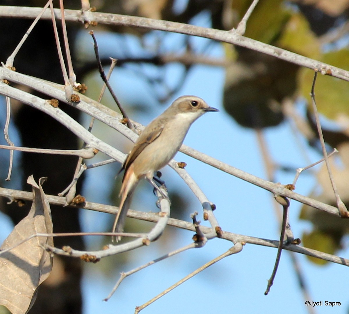 Gray Bushchat - ML533808001