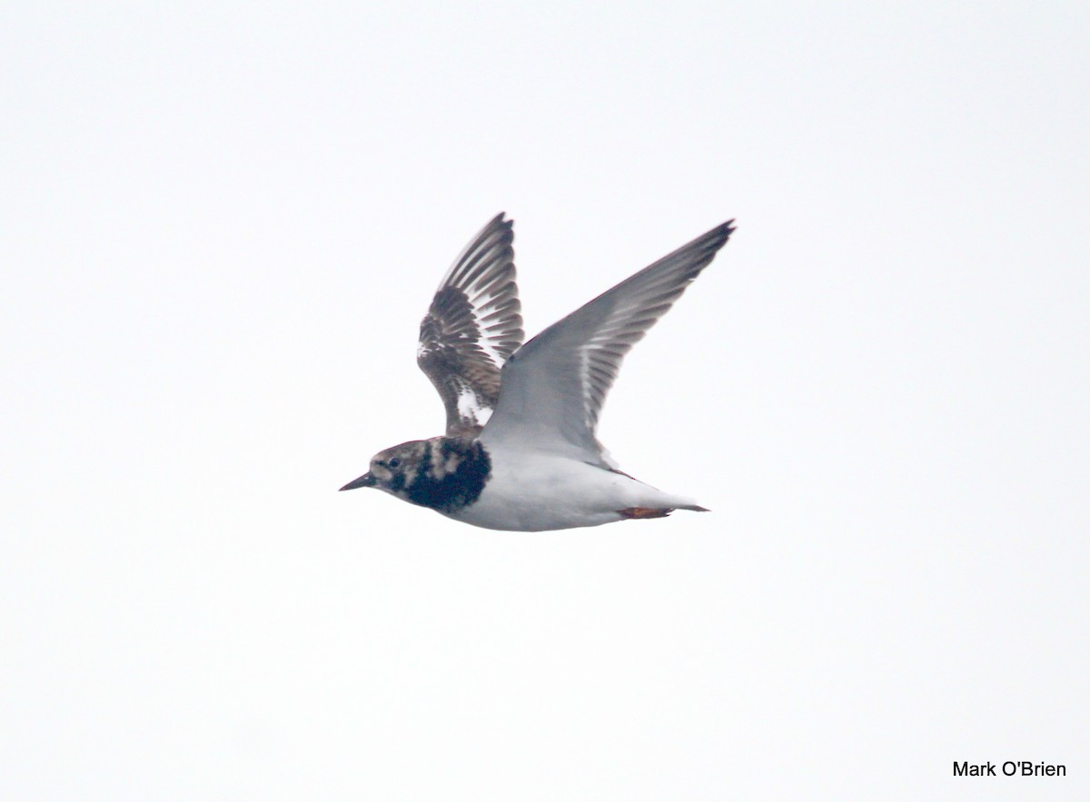 Ruddy Turnstone - ML53380831