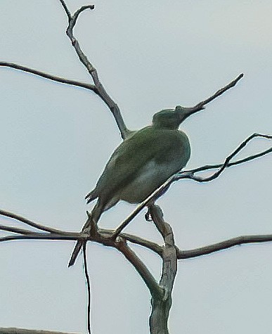 Helmeted Friarbird - ML533808351