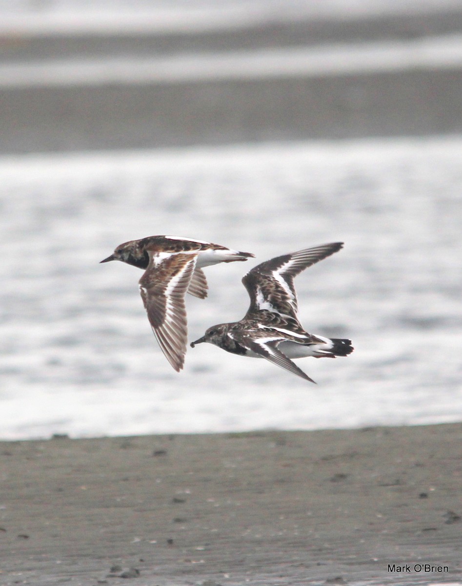 Ruddy Turnstone - ML53380841