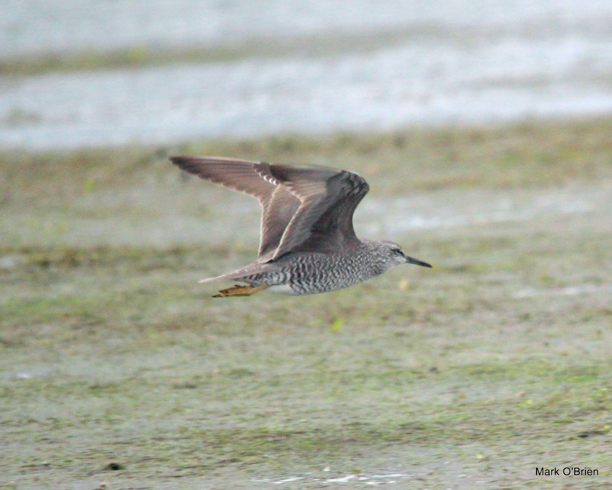 Wanderwasserläufer - ML53380871