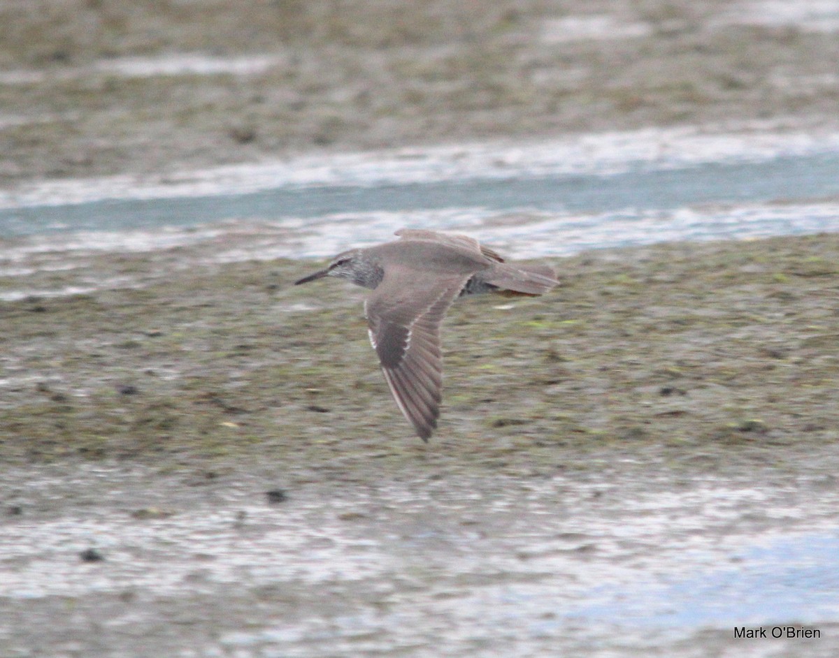 Wandering Tattler - ML53380921