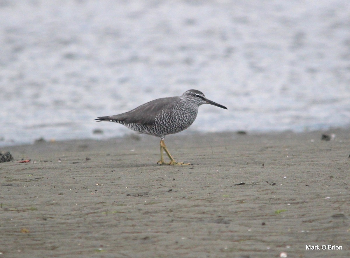 Wandering Tattler - ML53380941