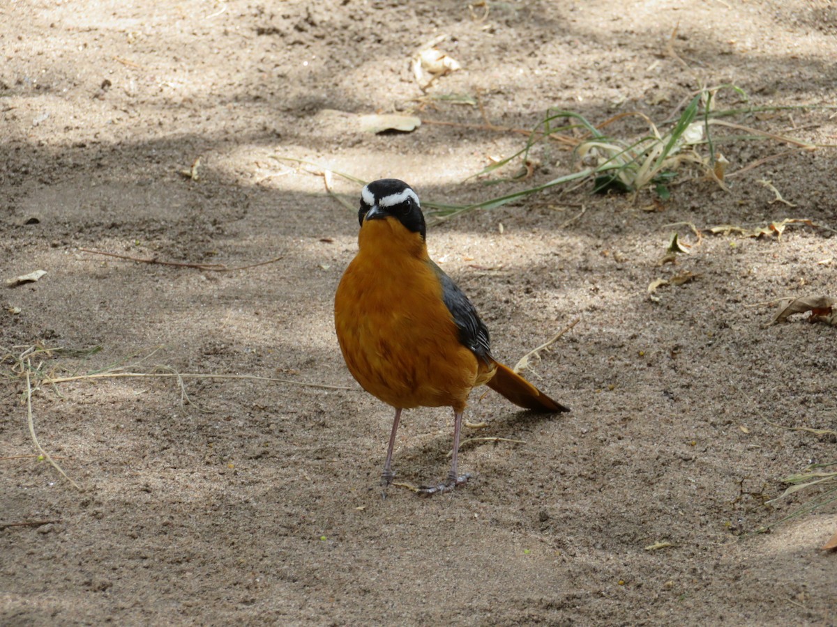 White-browed Robin-Chat - ML533809921