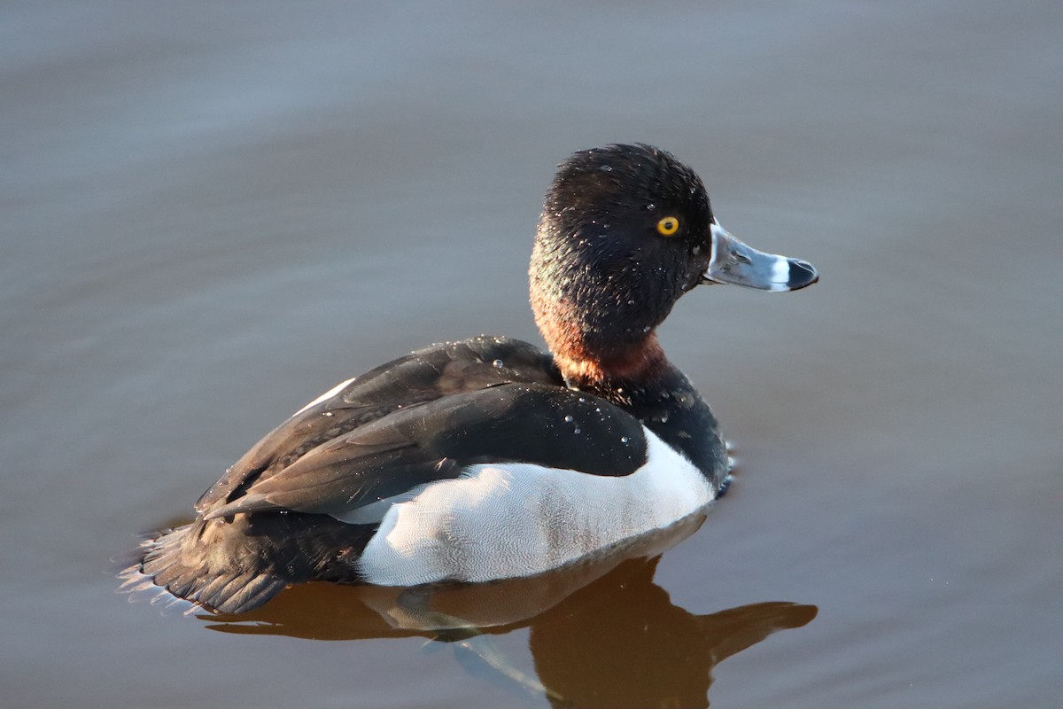 Ring-necked Duck - ML533812711