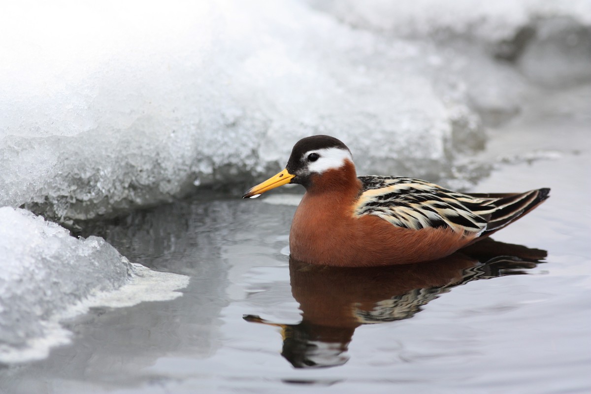 Red Phalarope - ML53381301