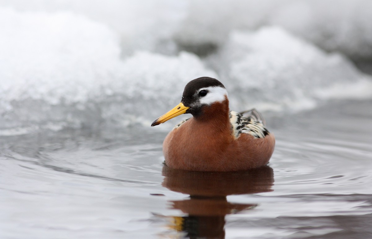 Red Phalarope - Jay McGowan