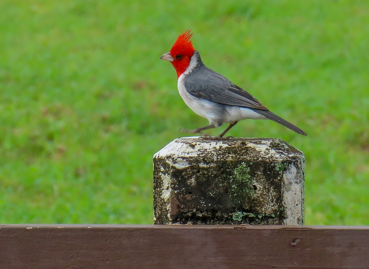 Red-crested Cardinal - ML533813541