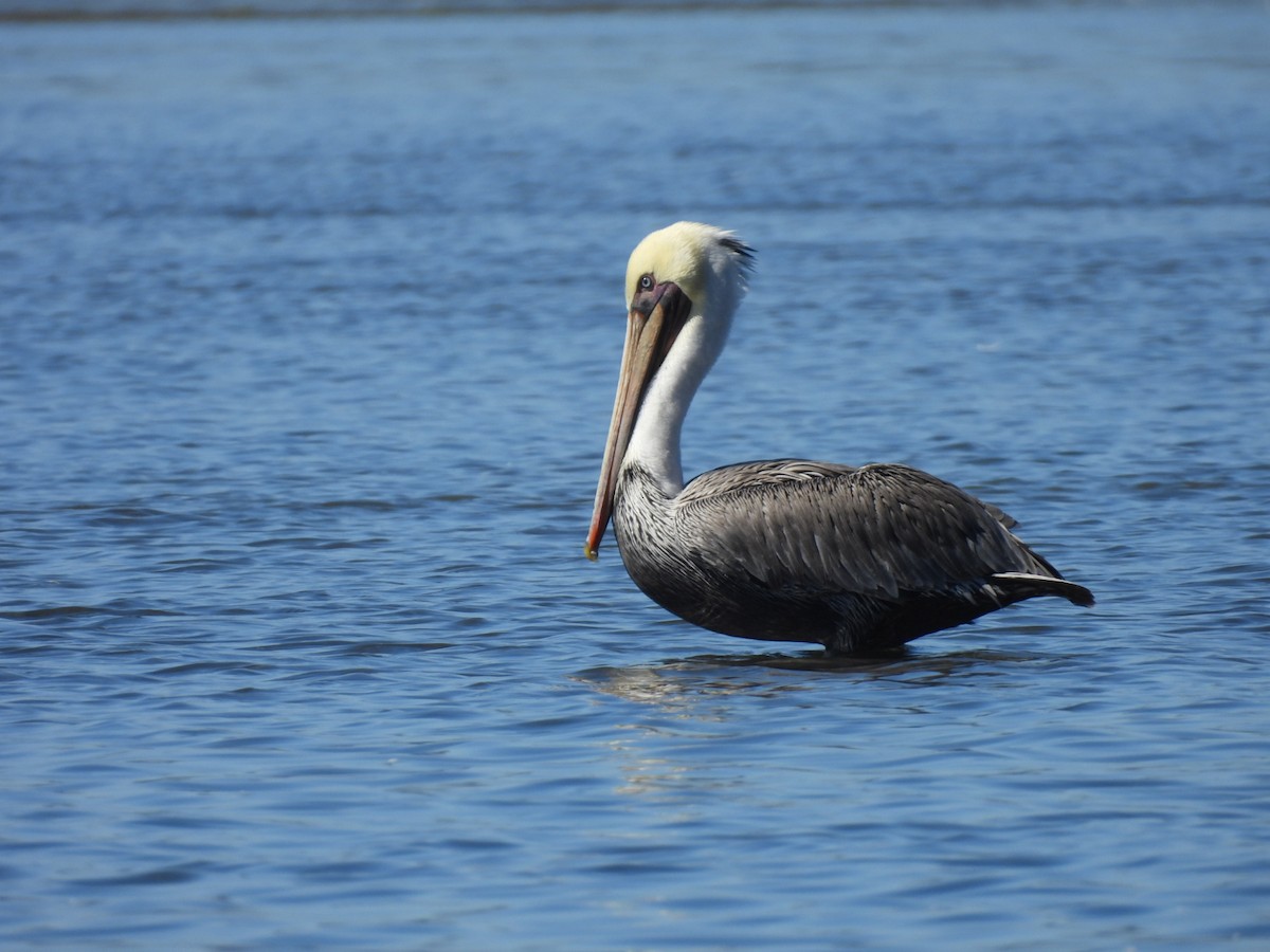 Brown Pelican - ML533813961