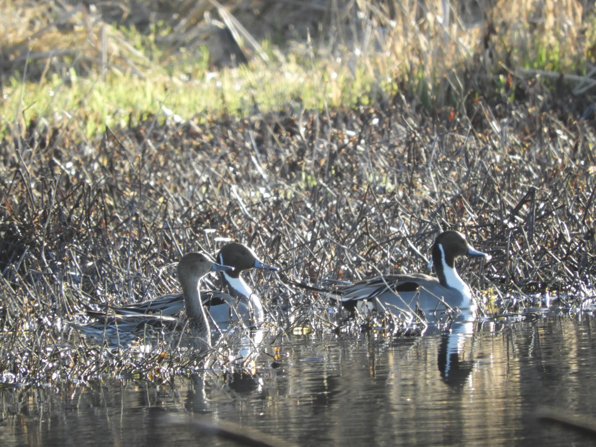 Northern Pintail - Cherie St.Ours