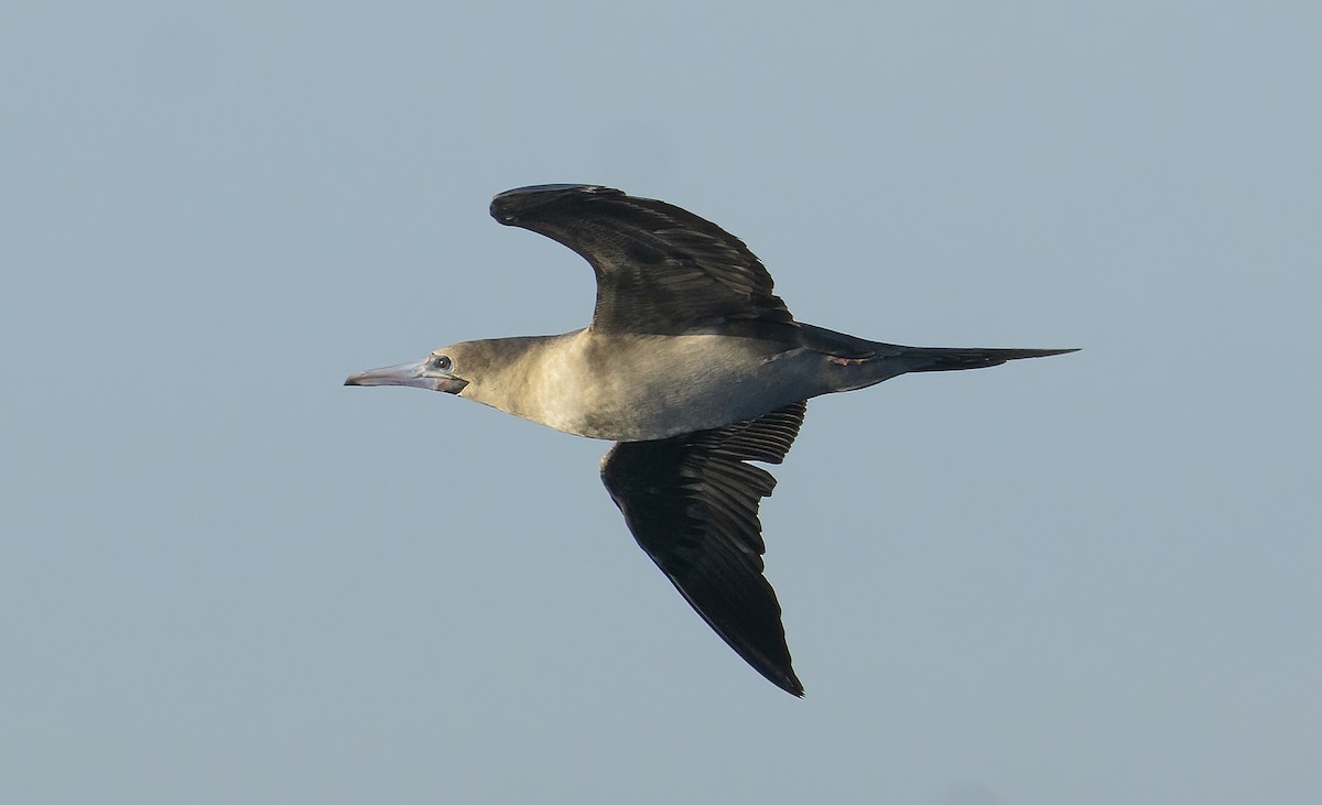Red-footed Booby - ML533814261
