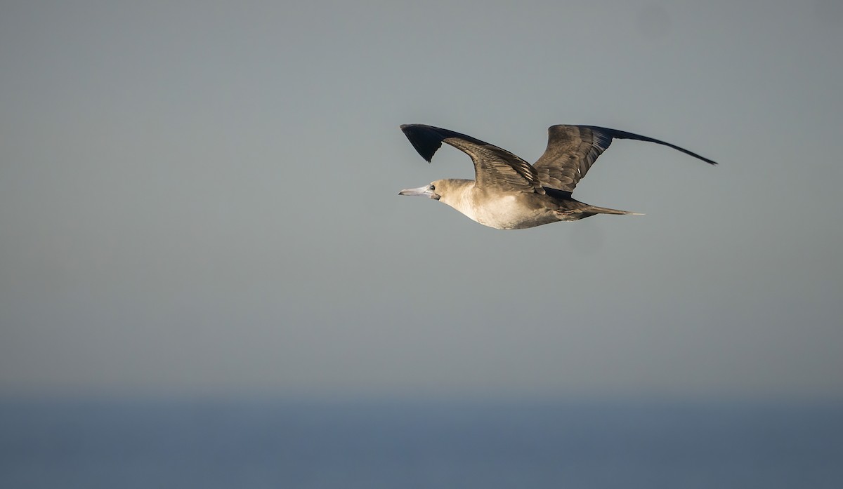 Red-footed Booby - ML533814271