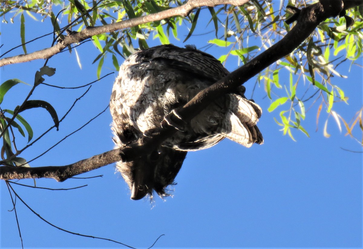 Tawny Frogmouth - ML533815931