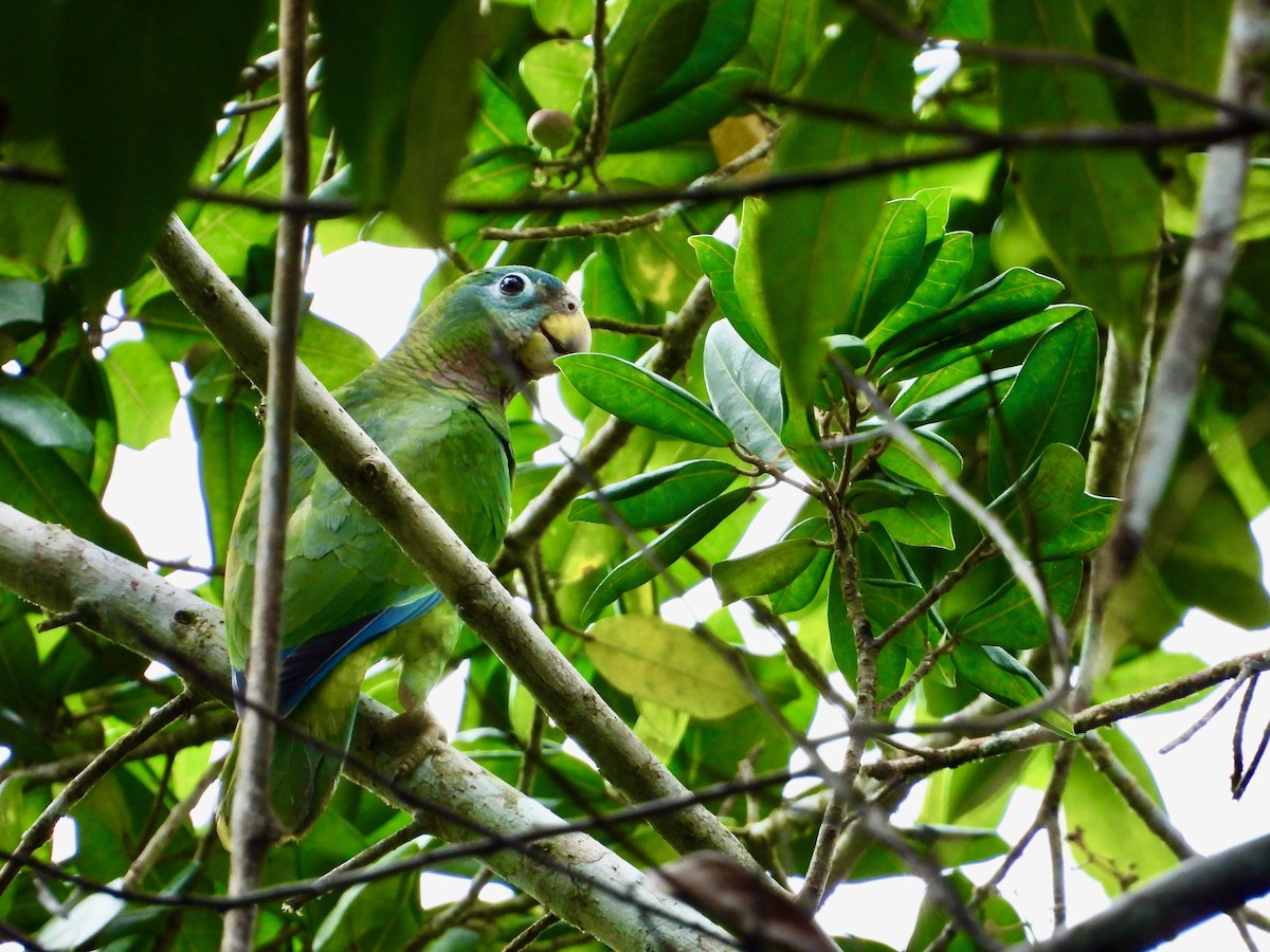 Yellow-billed Parrot - Kisa Weeman