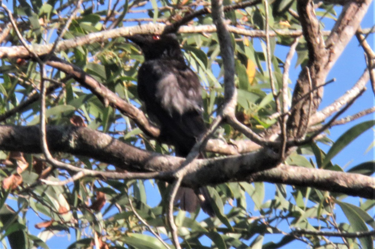 Spangled Drongo - ML533816101