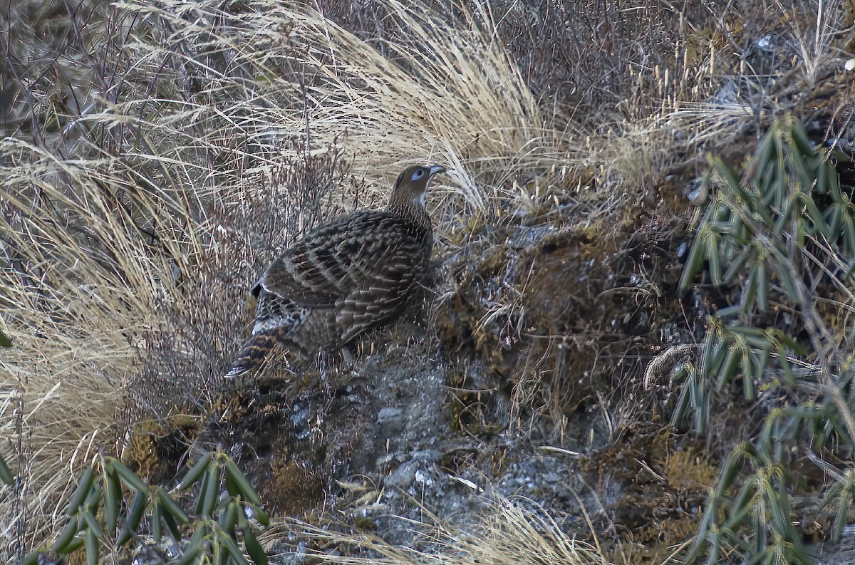 Himalayan Monal - ML533816711