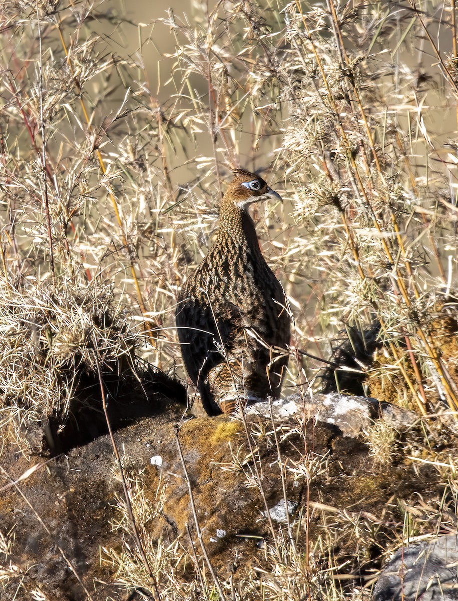 Himalayan Monal - ML533816731