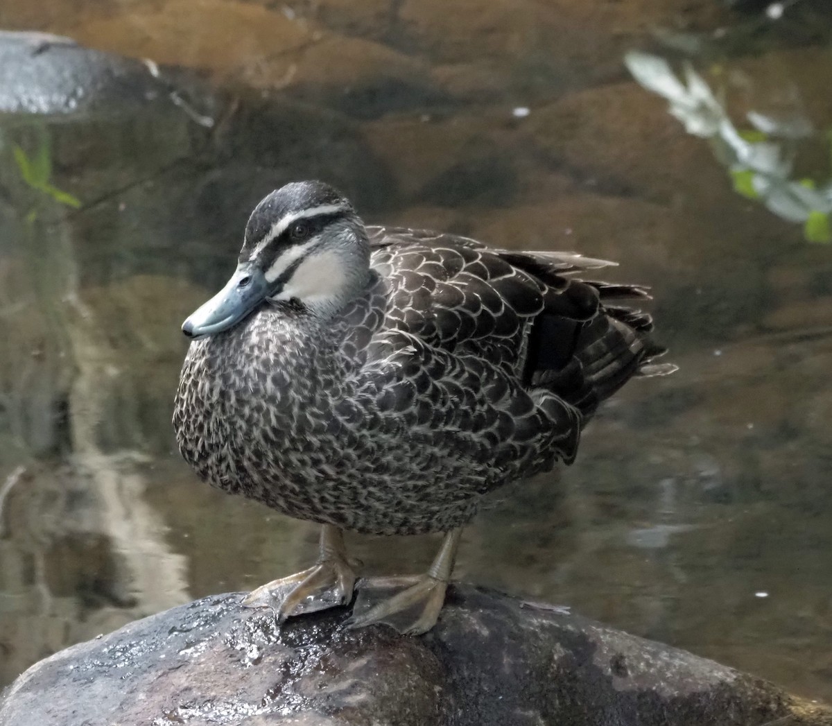 Pacific Black Duck - Sue Lee