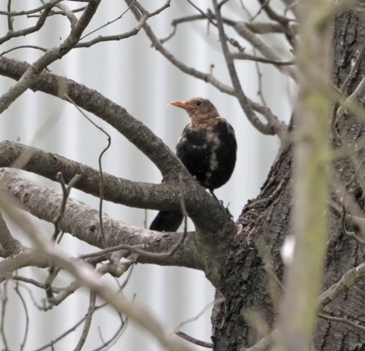 Eurasian Blackbird - ML533817061