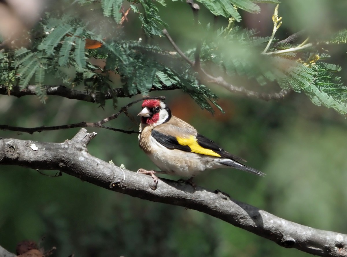 European Goldfinch - ML533817171